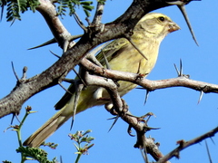 Crithagra flaviventris