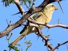 Crithagra flaviventris