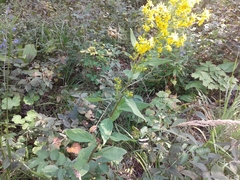 Solidago dahurica