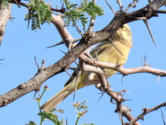 Crithagra flaviventris