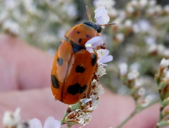Clytra atraphaxidis