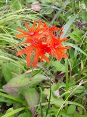 Silene fulgens