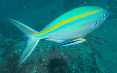 Caesio caerulaurea