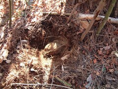 Wolfiporia cocos