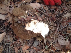 Wolfiporia cocos