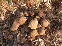 Wolfiporia cocos