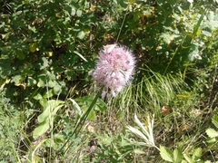 Allium splendens