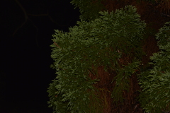 Callitris macleayana