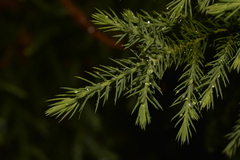 Callitris macleayana