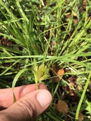 Carex bohemica