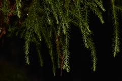 Callitris macleayana