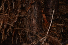 Callitris macleayana