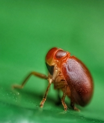 Hemisphaerius
