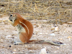 Geosciurus inauris