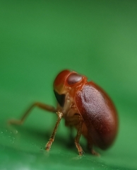 Hemisphaerius