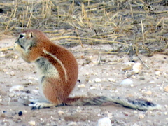 Geosciurus inauris