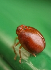 Hemisphaerius