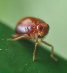 Hemisphaerius