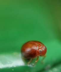 Hemisphaerius