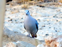 Streptopelia capicola damarensis