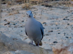 Streptopelia capicola damarensis