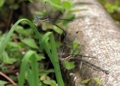 Archilestes