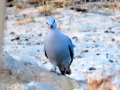 Streptopelia capicola damarensis