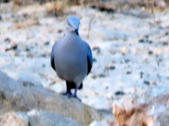 Streptopelia capicola damarensis