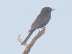 Dicrurus adsimilis apivorus