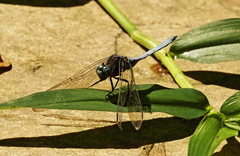 Orthetrum julia