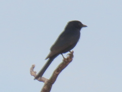 Dicrurus adsimilis apivorus