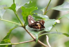 Oxeoschistus tauropolis tauropolis