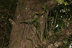 Dendrobium gracilicaule