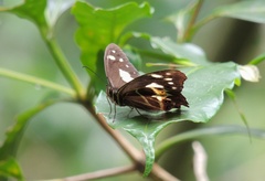 Oxeoschistus tauropolis tauropolis