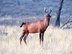 Alcelaphus buselaphus caama