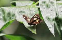 Oxeoschistus tauropolis tauropolis