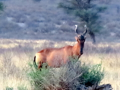 Alcelaphus buselaphus caama