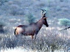 Alcelaphus buselaphus caama