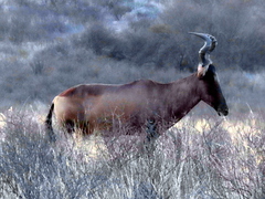 Alcelaphus buselaphus caama