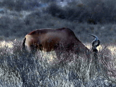 Alcelaphus buselaphus caama