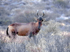 Alcelaphus buselaphus caama