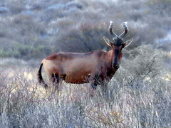 Alcelaphus buselaphus caama