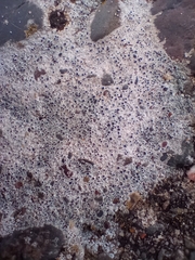 Lecanora campestris