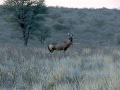 Alcelaphus buselaphus caama