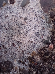 Lecanora campestris