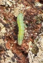 Cladius pectinicornis