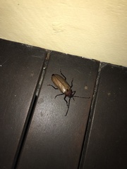 Agrianome spinicollis