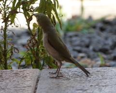 Zosterops lateralis chloronotus