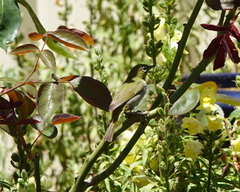 Zosterops lateralis chloronotus