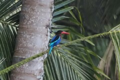 Halcyon cyanoventris